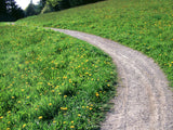 path through the hills with yellow flowers path through the hills with yellow flowers