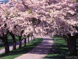 spring trees blossoming on either side of pathway spring trees blossoming on either side of pathway