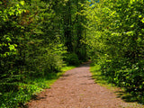 pathway leads home pathway leads home