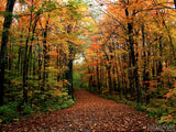 pathway to the fall trees pathway to the fall trees