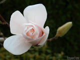 beautiful peach camellia beautiful peach camellia