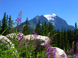 wildflowers and a distant mountain peak wildflowers and a distant mountain peak
