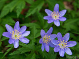 spring purple periwinkle with green leaf background spring purple periwinkle with green leaf background