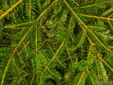closeup of pine boughs closeup of pine boughs