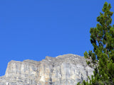 pine tree and white rock cliffs  pine tree and white rock cliffs