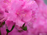 a background of pink azaleas a background of pink azaleas