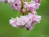 spring backgrounds pink cherry blossom spring backgrounds pink cherry blossom