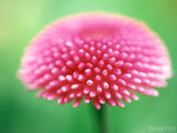 background of pink bellis daisy background of pink bellis daisy
