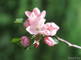 pink blossoms on mother's day pink blossoms on mother's day
