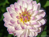 large pink edged dahlia large pink edged dahlia