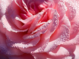 pink rose with dew drops pink rose with dew drops