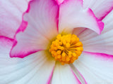 pink edges on a white flower pink edges on a white flower