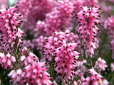 pink heather at springtime pink heather at springtime