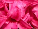 background of pink pearl background of pink pearl