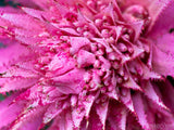 pink spiky flower pink spiky flower