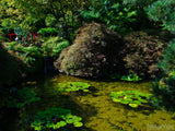 beautiful pond in a japanese garden beautiful pond in a japanese garden