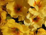 spring yellow primrose spring yellow primrose