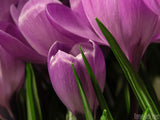spring flowers princess juliana backgrounds spring flowers princess juliana backgrounds