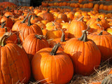 lines of harvested pumkins lines of harvested pumkins