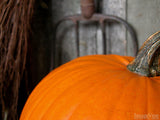 pumpkin portrait in old barn pumpkin portrait in old barn