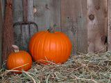 outbuilding with pumkins outbuilding with pumkins