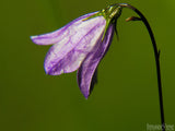 single purple bell flower on a green background single purple bell flower on a green background