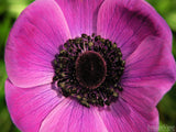 purple flower with black center purple flower with black center