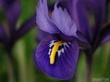 closeup of a purple harmony closeup of a purple harmony
