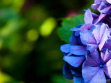 purple hydrangea on a green background purple hydrangea on a green background