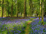 uk spring flowers background of purple meadows uk spring flowers background of purple meadows