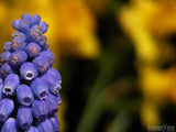 purple muscari and yellow background purple muscari and yellow background