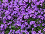 a background of purple thyme a background of purple thyme