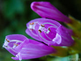 purple trumpet flowers purple trumpet flowers