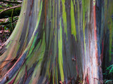 colorful bark on rainbow tree colorful bark on rainbow tree