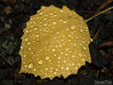 raindrops on yellow fall leave background raindrops on yellow fall leave background