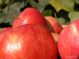 delicious red apples in a stack delicious red apples in a stack