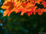 red curtain of fall leaves on dark background red curtain of fall leaves on dark background