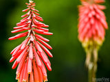 red hot poker plant closeup red hot poker plant closeup