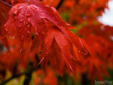 red Japanese maple leaves in fall reds red Japanese maple leaves in fall reds