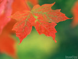 red maple leaf on green backdrop red maple leaf on green backdrop