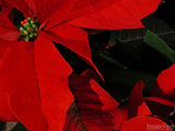 christmas background closeup red poinsettia christmas background closeup red poinsettia