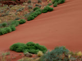 red sand and desert green plants red sand and desert green plants