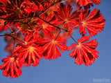 red leaves in blue sky fall background red leaves in blue sky fall background
