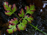 leaf on rock with red tips leaf on rock with red tips