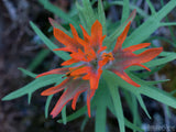 red and green flower red and green flower