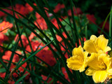 red and yellow garden flowers red and yellow garden flowers