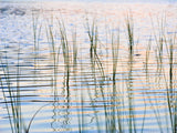 reeds by the lake edge reeds by the lake edge