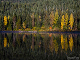 shore line of fall yellow trees reflected on water shore line of fall yellow trees reflected on water