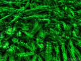 repetition of green ferns repetition of green ferns