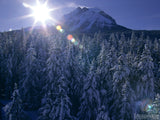 sunlight rising above the snow covered forest sunlight rising above the snow covered forest